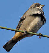 Common Diuca Finch