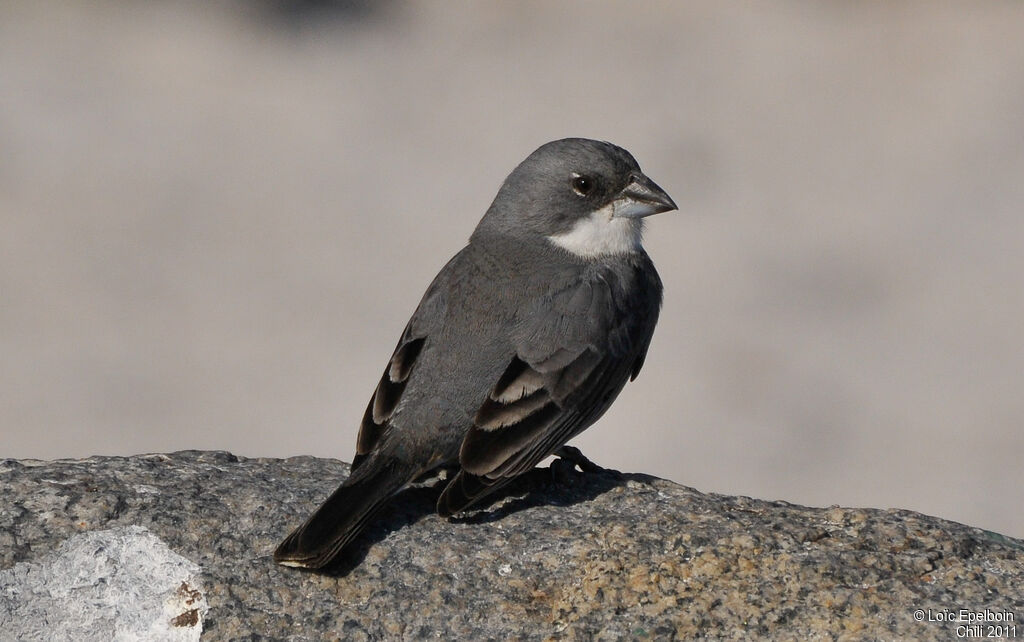 Common Diuca Finch