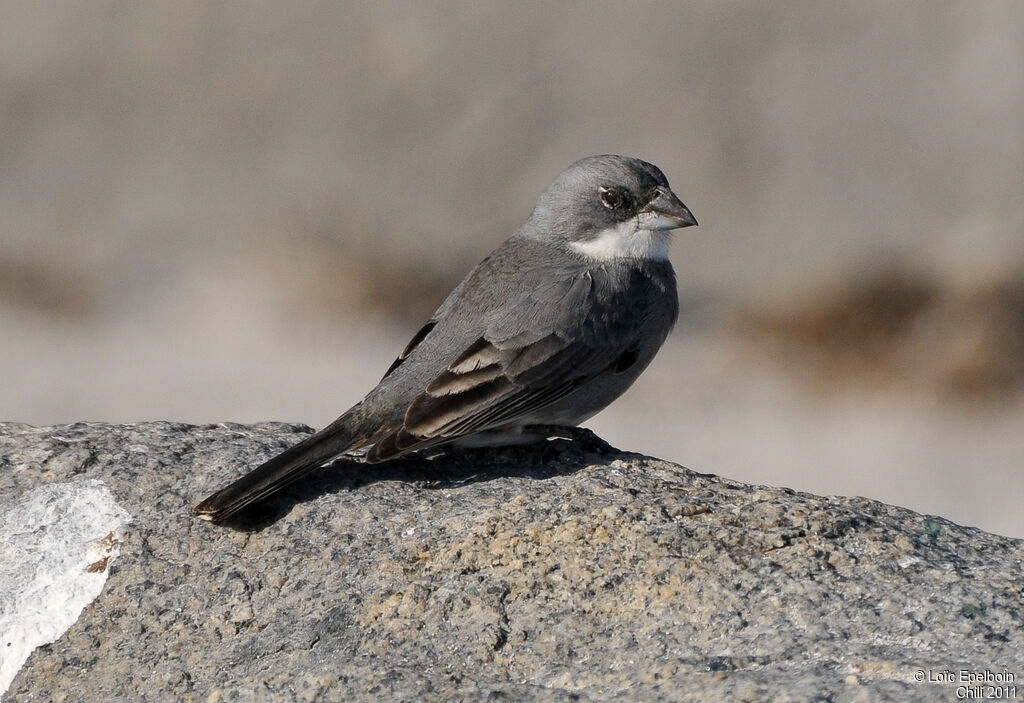 Common Diuca Finch