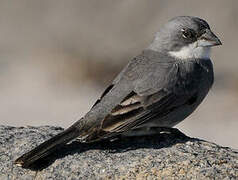 Common Diuca Finch