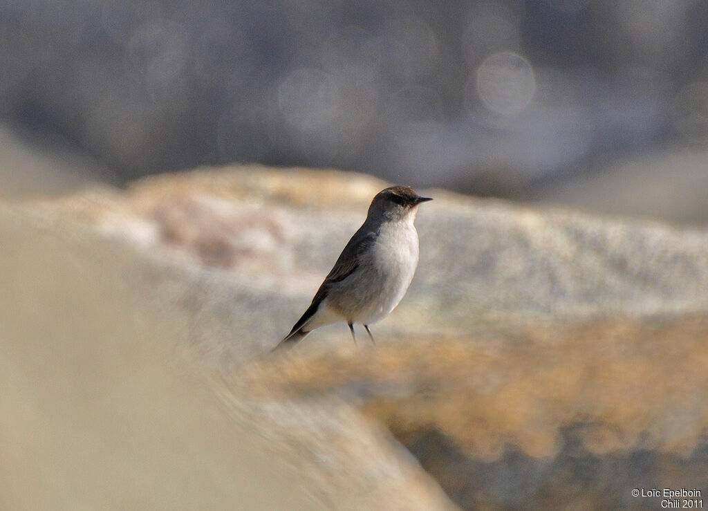 Dark-faced Ground Tyrant