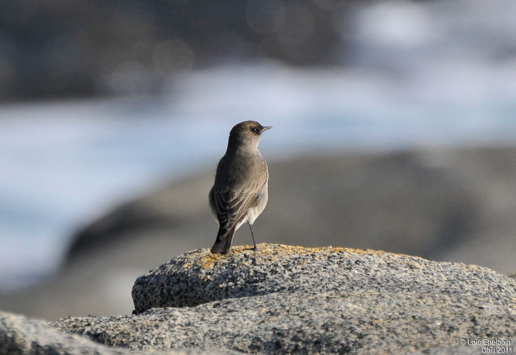 Dark-faced Ground Tyrant