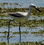 Crab-plover