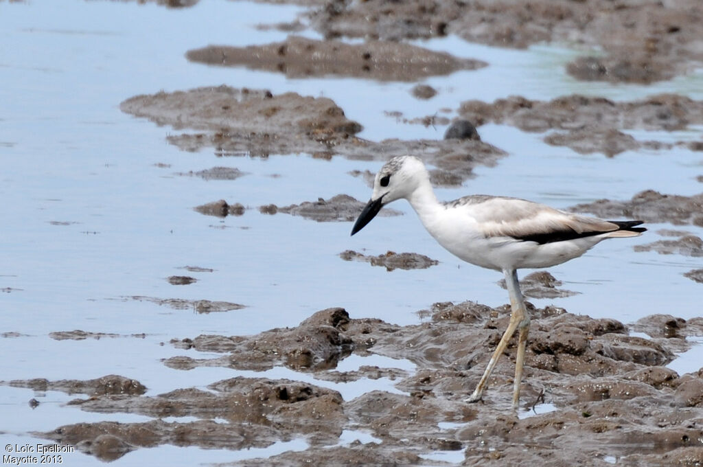 Crab-plover