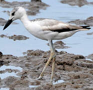 Crab-plover