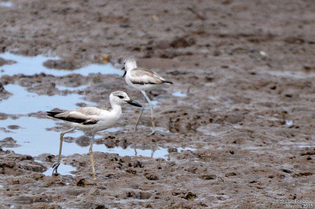 Crab-plover