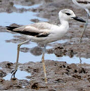 Crab-plover