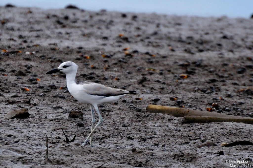 Crab-plover