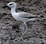 Crab-plover