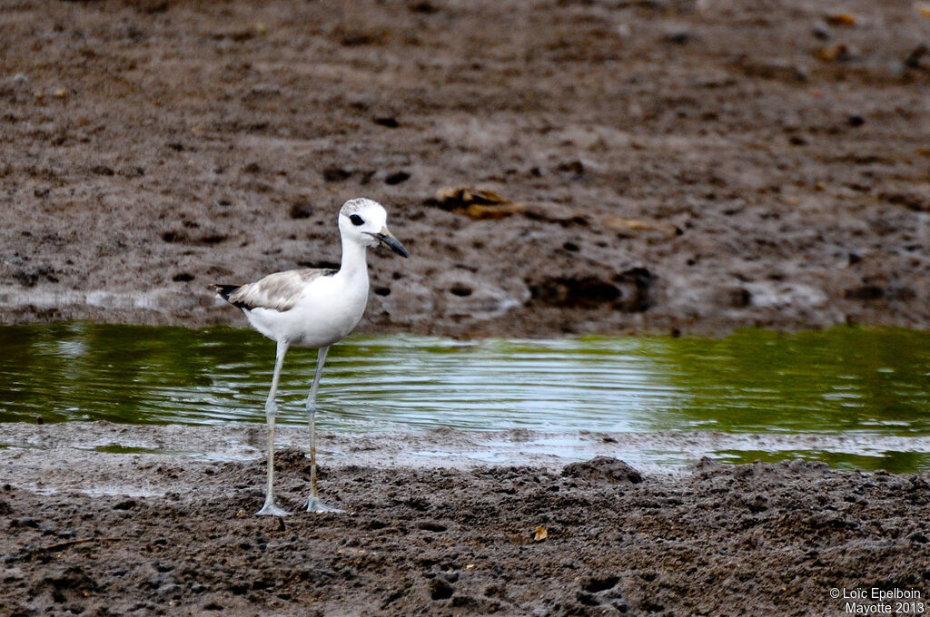 Crab-plover