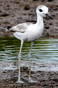 Crab-plover