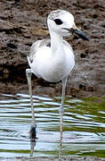 Crab-plover