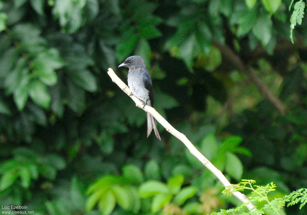 Drongo à ventre blancadulte