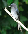 Drongo à ventre blanc