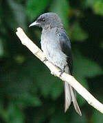 White-bellied Drongo