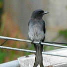 Drongo à ventre blanc