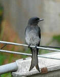 Drongo à ventre blanc