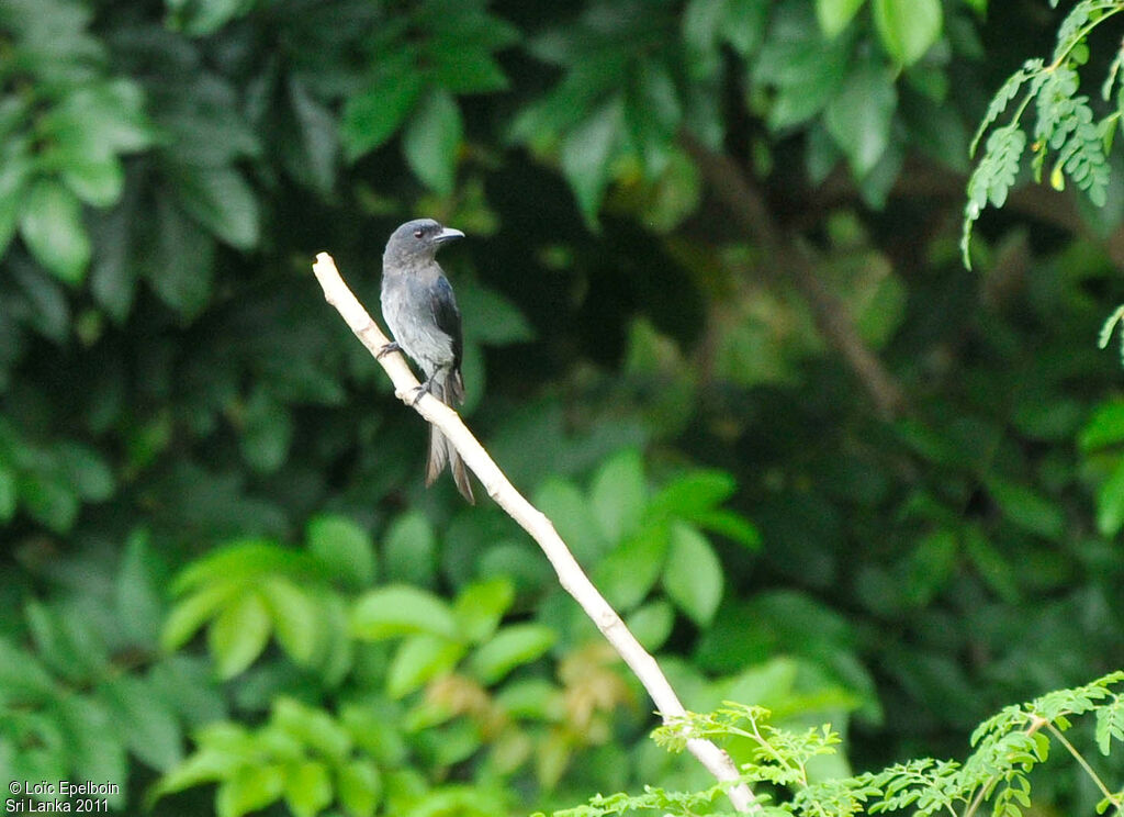 Drongo à ventre blanc