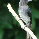 Drongo à ventre blanc