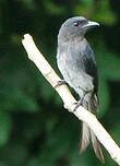 Drongo à ventre blanc