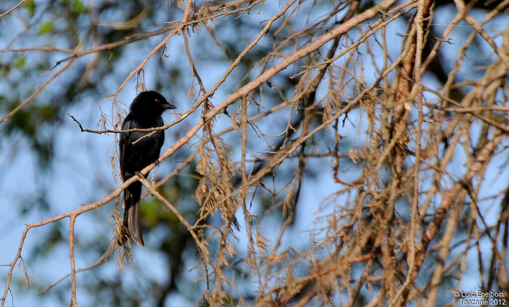 Fork-tailed Drongo