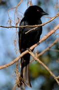 Fork-tailed Drongo