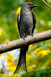 Drongo cendré