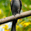 Drongo cendré