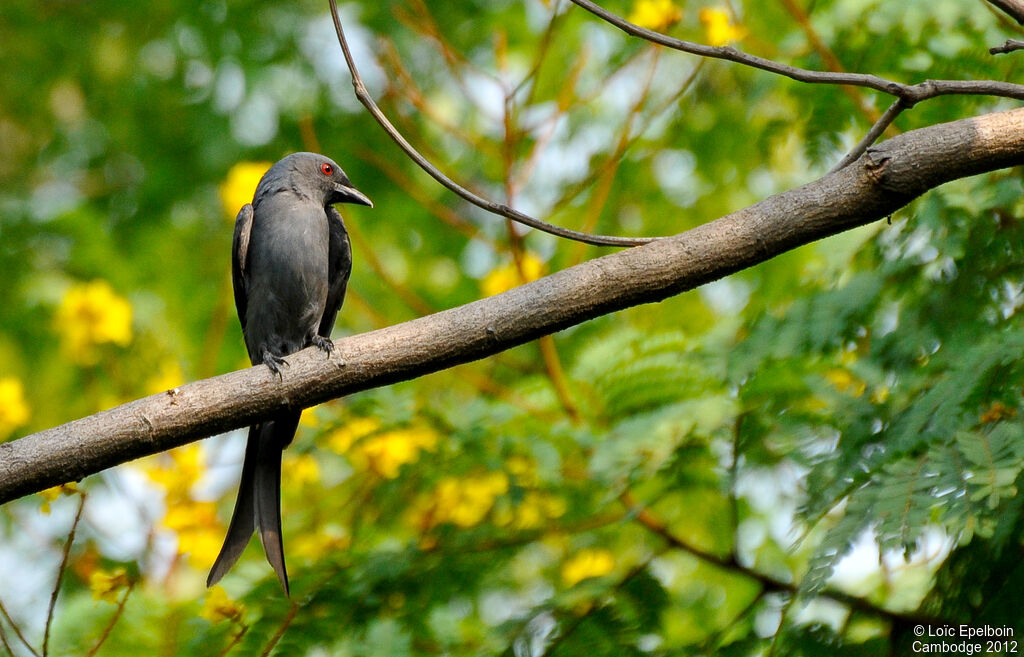 Ashy Drongo