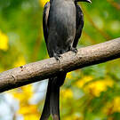 Drongo cendré