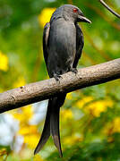 Ashy Drongo