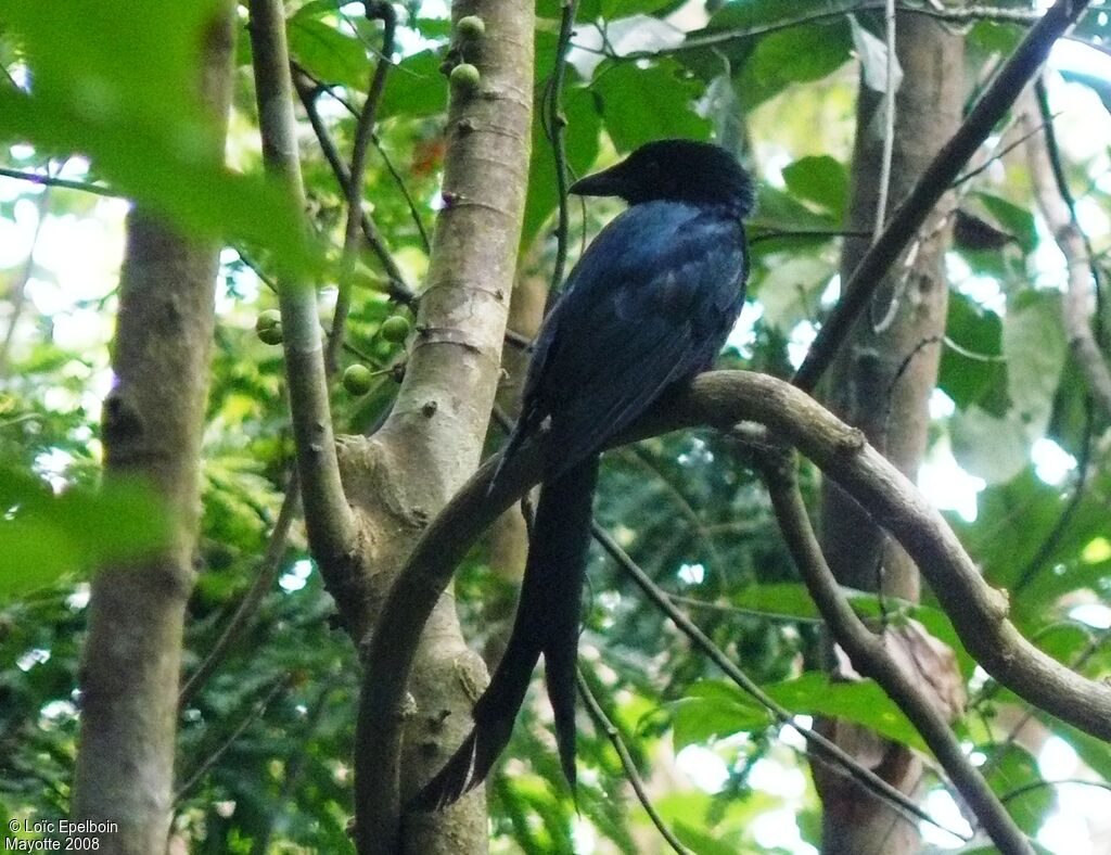 Mayotte Drongo