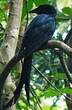 Drongo de Mayotte