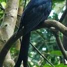 Drongo de Mayotte