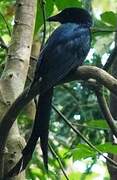 Mayotte Drongo