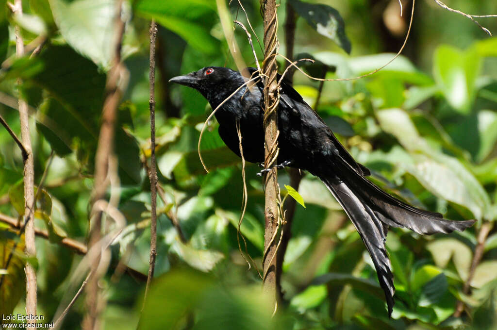 Mayotte Drongo