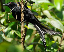 Drongo de Mayotte