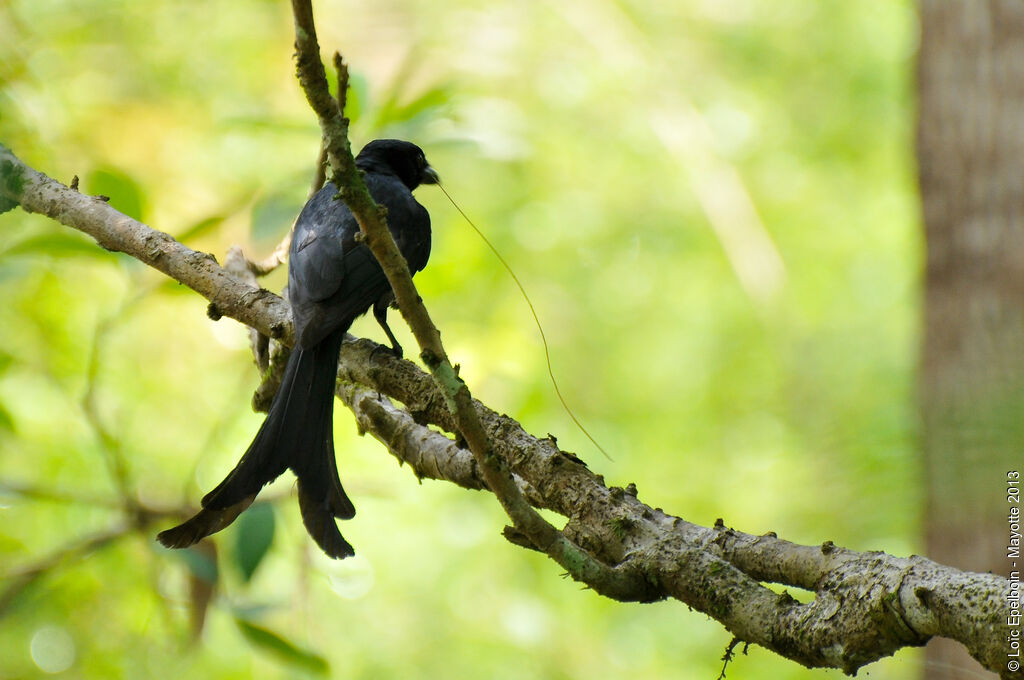 Drongo de Mayotte