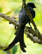 Mayotte Drongo