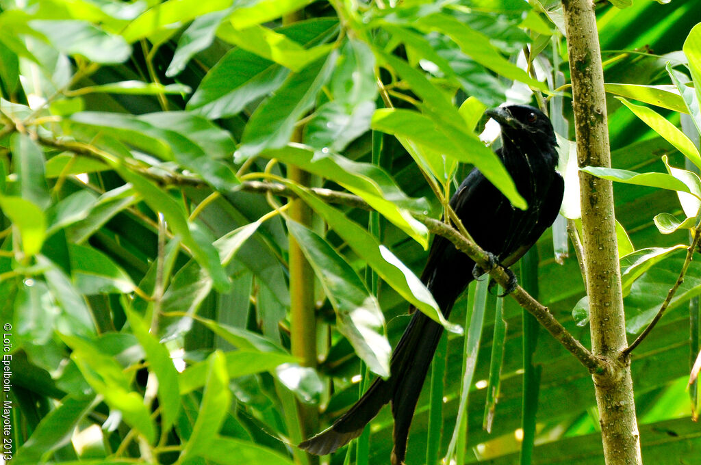 Mayotte Drongo