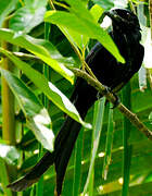 Mayotte Drongo