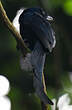 Drongo de Mayotte