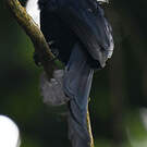 Drongo de Mayotte