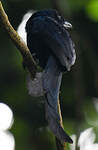 Drongo de Mayotte