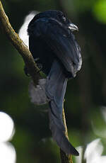 Drongo de Mayotte