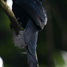 Drongo de Mayotte