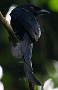 Drongo de Mayotte