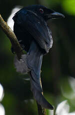Drongo de Mayotte