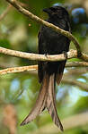 Drongo de Mayotte