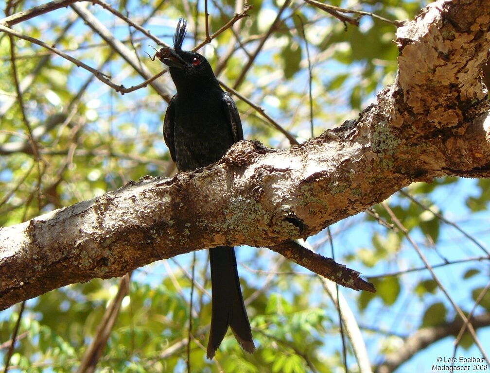 Crested Drongo